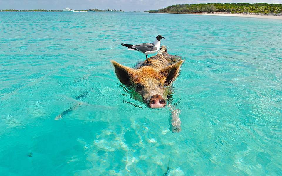 Pig Beach: la encantadora playa en Yucatán donde puedes nadar con cerditos