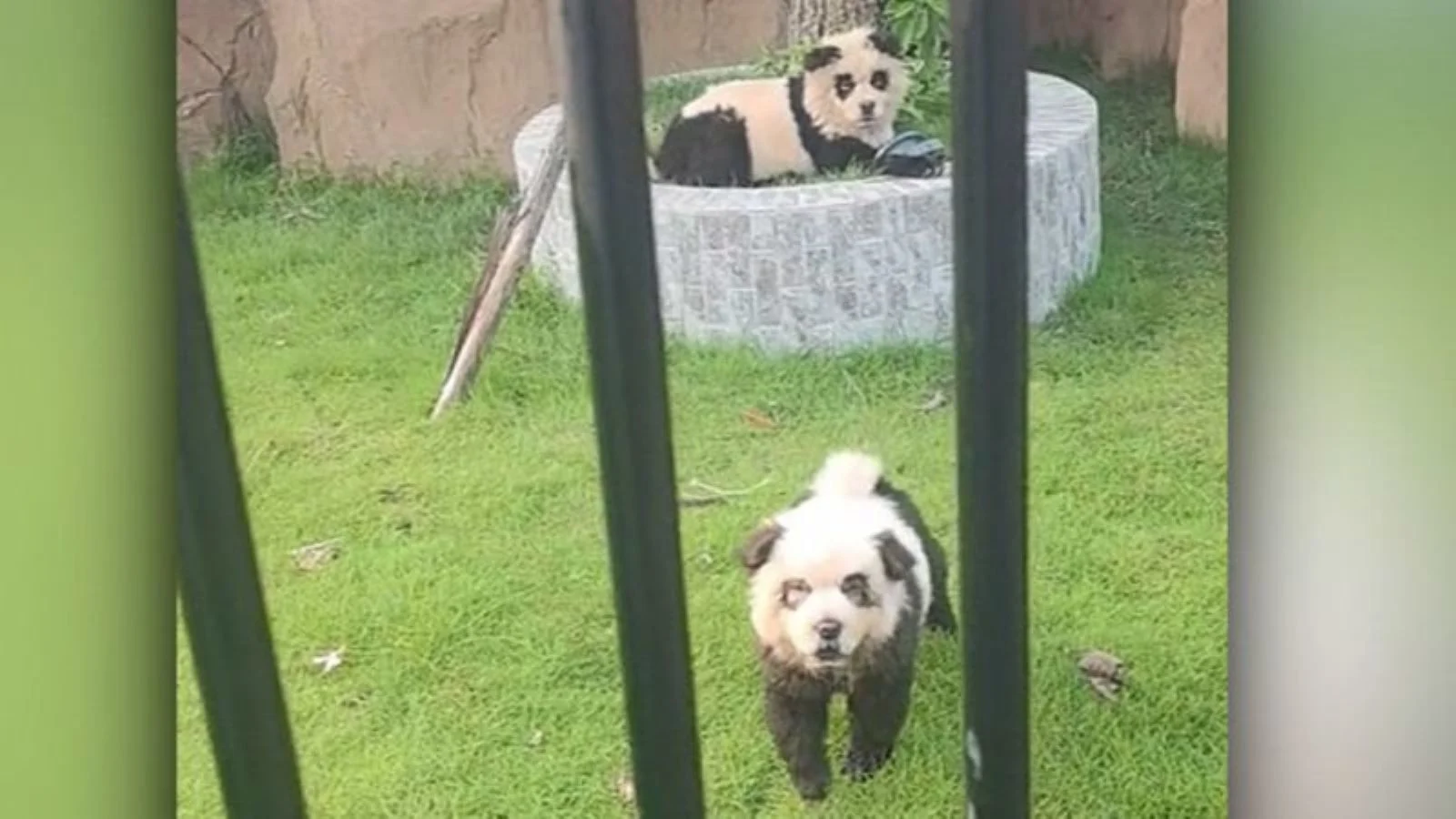 Zoo chino enfrenta críticas por pintar perros como pandas