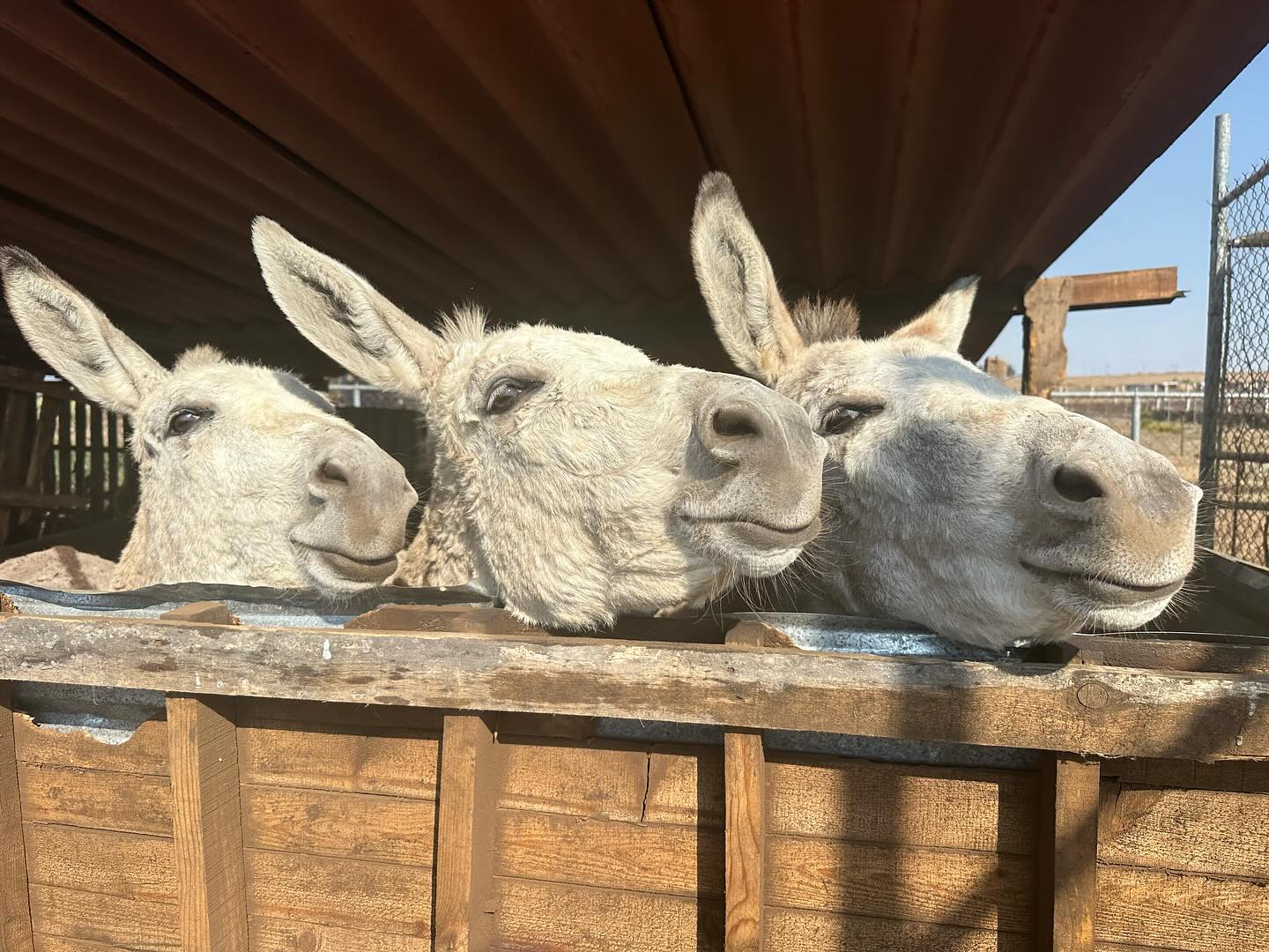 Granjita TyH: El refugio que da una segunda oportunidad a más de 2 mil animales