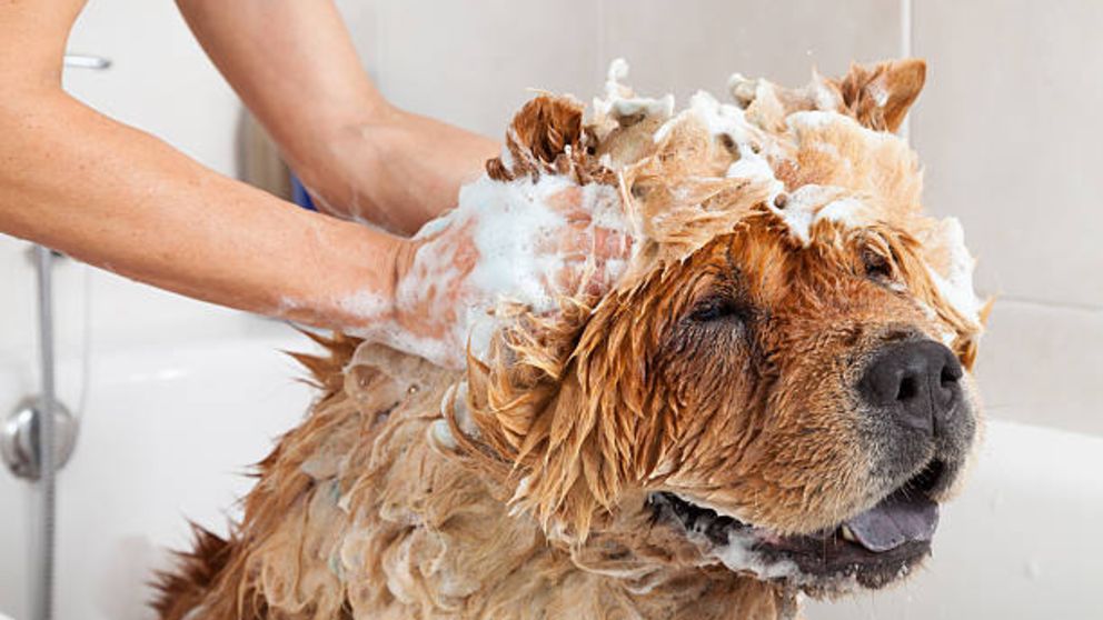 Aprende a hacer shampoo casero para perros con romero y avena: fácil y económico