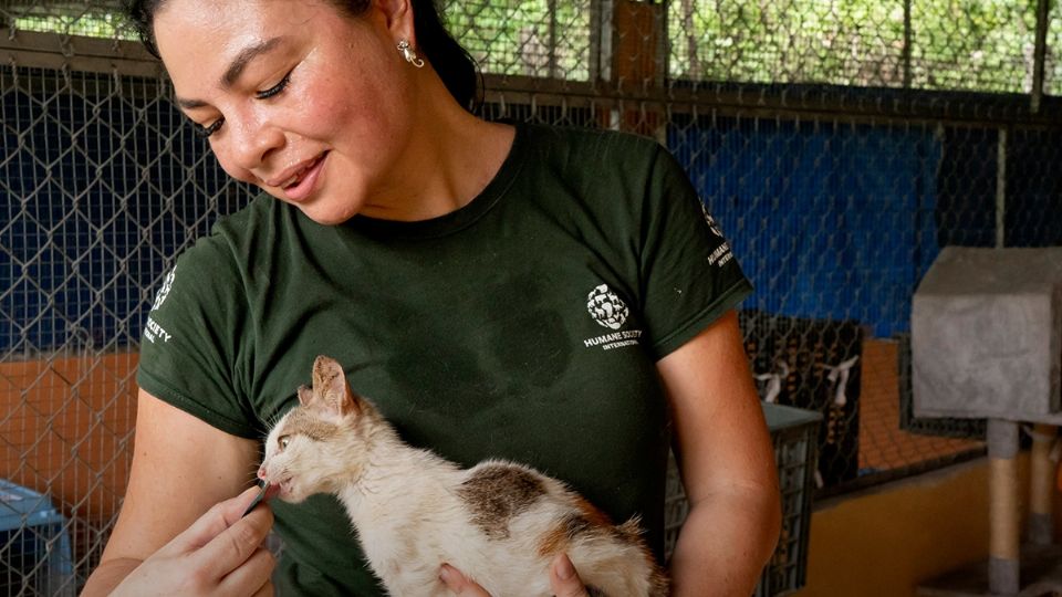 Veterinaria mexicana rescata a gatos en Vietnam y lucha contra el comercio de carne