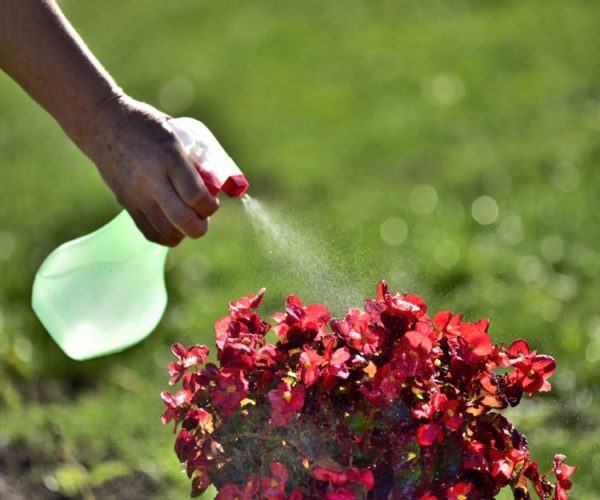 Pesticida casero para un jardín floreciente y sin plagas todo el año