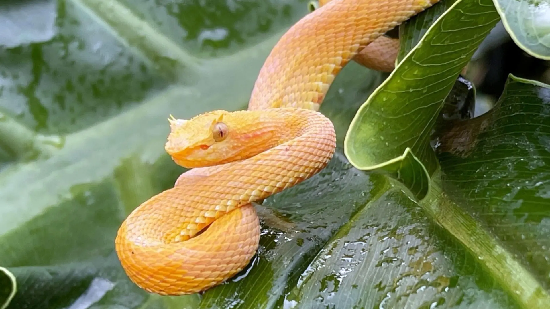 Cada cinco minutos, una vida se apaga: la crisis global de las mordeduras de serpiente