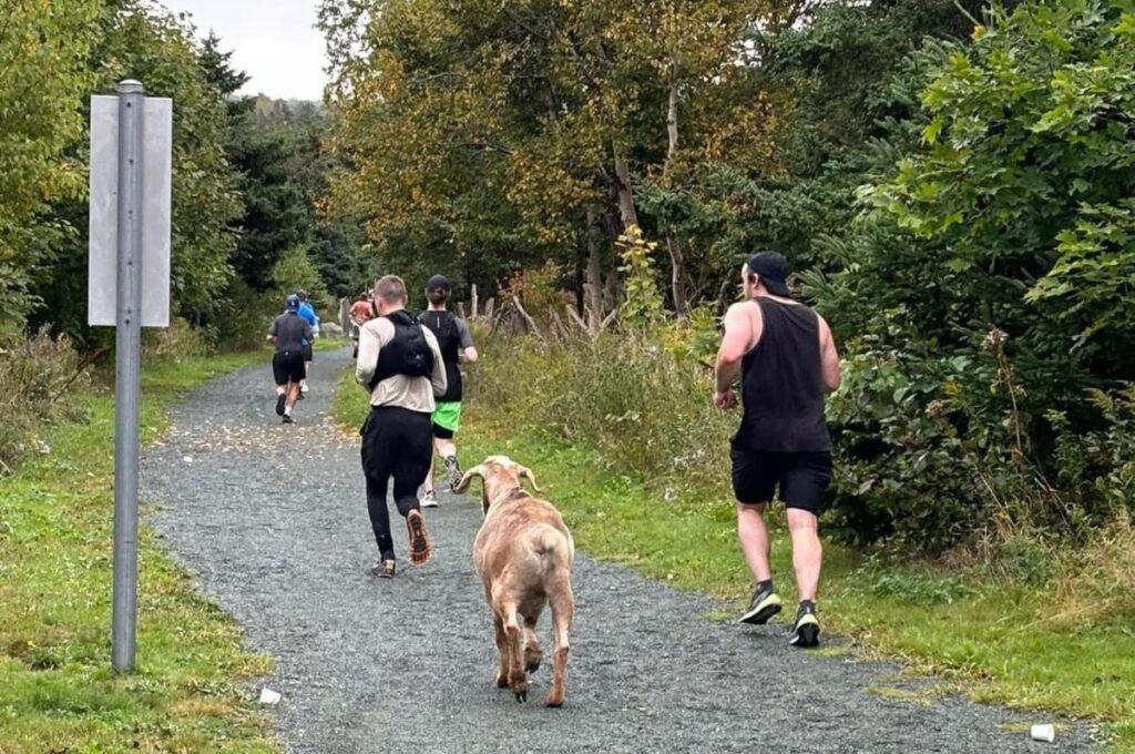 Una cabra maratonista: cómo Joshua conquistó la carrera y el corazón de Conception Bay South